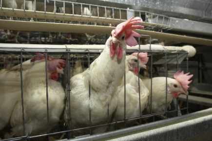 Trung Quốc xác nhận dịch cúm gia cầm H5N2 ở Hà Bắc